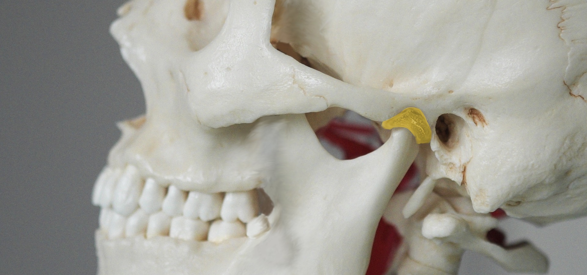 Kiefergelenk und Knirschen - Zahnzentrum Leipzig